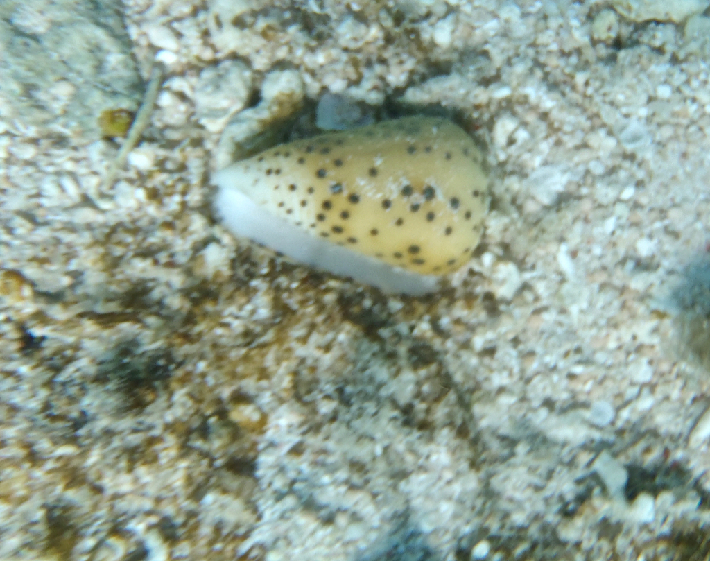 Flea-bite cone