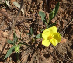 Hibbertia longifolia