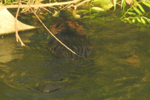 American Beaver photographed in Pennsylvania
