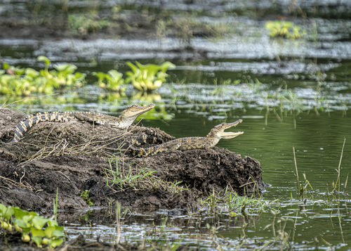 Siamese crocodile, Crocodylus siamensis