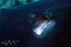 Bathytoshia brevicaudata