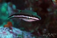 Canthigaster callisterna