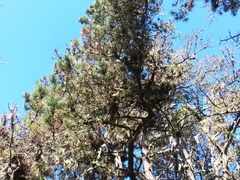 Pinus muricata