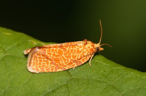 Four-lined Leafroller Moth photo 5