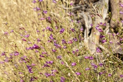 Penstemon heterophyllus