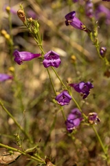 Penstemon heterophyllus