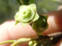 Lophostemon grandiflorus