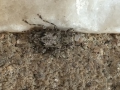 Aegomorphus modestus