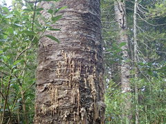 Phytophthora agathidicida