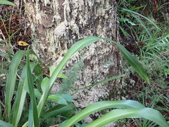 Phytophthora agathidicida