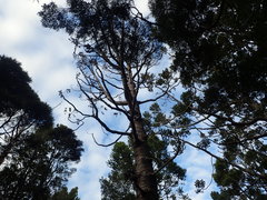 Phytophthora agathidicida