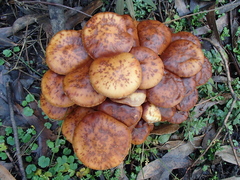 Armillaria luteobubalina