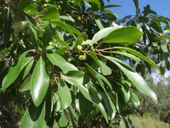 Lophostemon grandiflorus