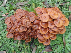 Pholiota malicola