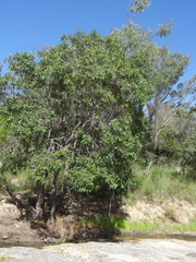 Lophostemon grandiflorus