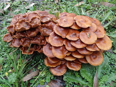 Pholiota malicola