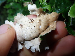 Sticta cinereoglauca