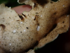 Sticta cinereoglauca