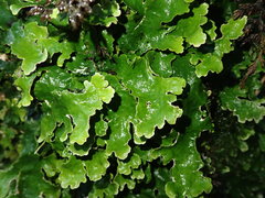 Sticta cinereoglauca
