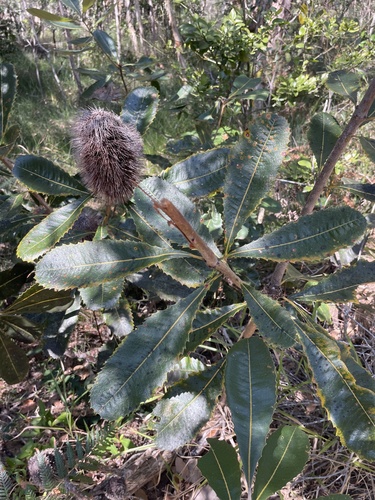 Banksia robur
