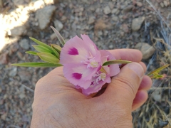Clarkia purpurea viminea