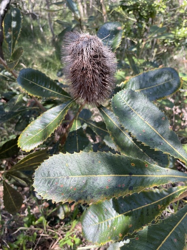 Banksia robur
