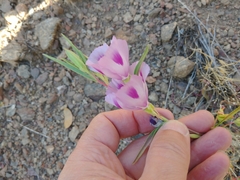 Clarkia purpurea viminea
