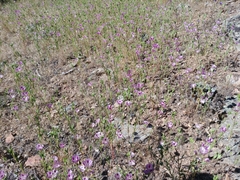 Clarkia purpurea viminea