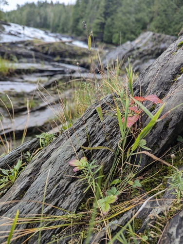 Robinson's Hawkweed (Hieracium robinsonii)