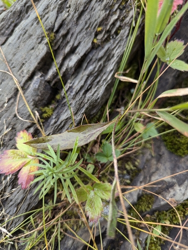 Image of Hieracium robinsonii by no rights reserved