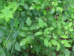 Clematis terniflora mandshurica