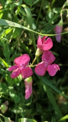 Lathyrus tuberosus