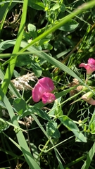 Lathyrus tuberosus