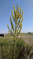 Verbascum