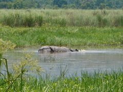 Rhinoceros unicornis