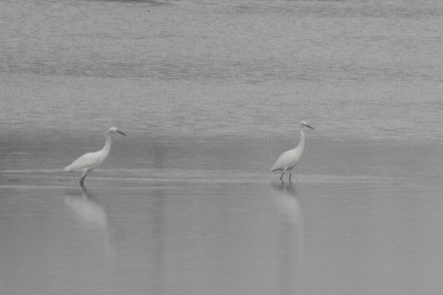 Snowy Egret photographed in Pennsylvania