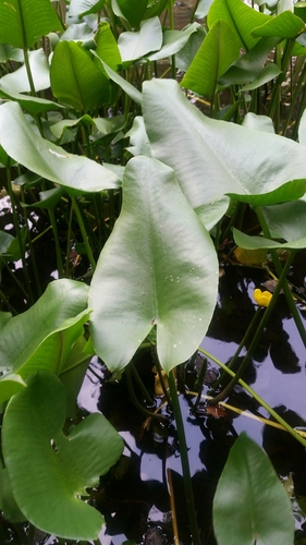 Image of Nuphar japonica by (c) Daniel J. Layton, some rights reserved (CC BY)