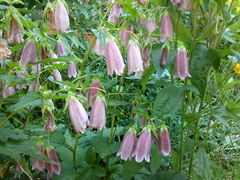 Campanula punctata punctata