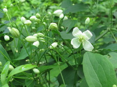 Clematis terniflora mandshurica