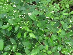 Clematis terniflora mandshurica
