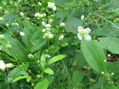 Clematis terniflora mandshurica