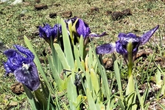 Iris kemaonensis