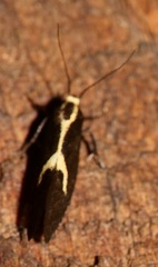 Polix coloradella