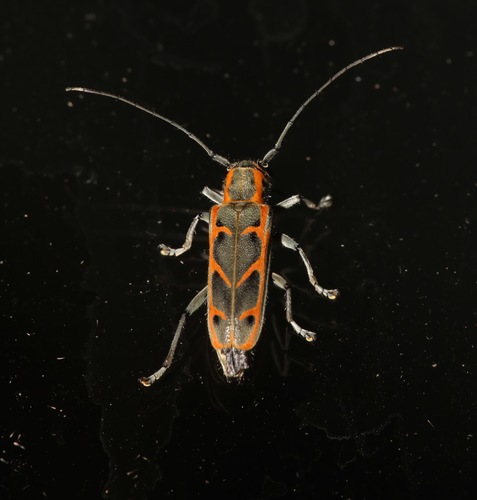 Elm Borer photo 4