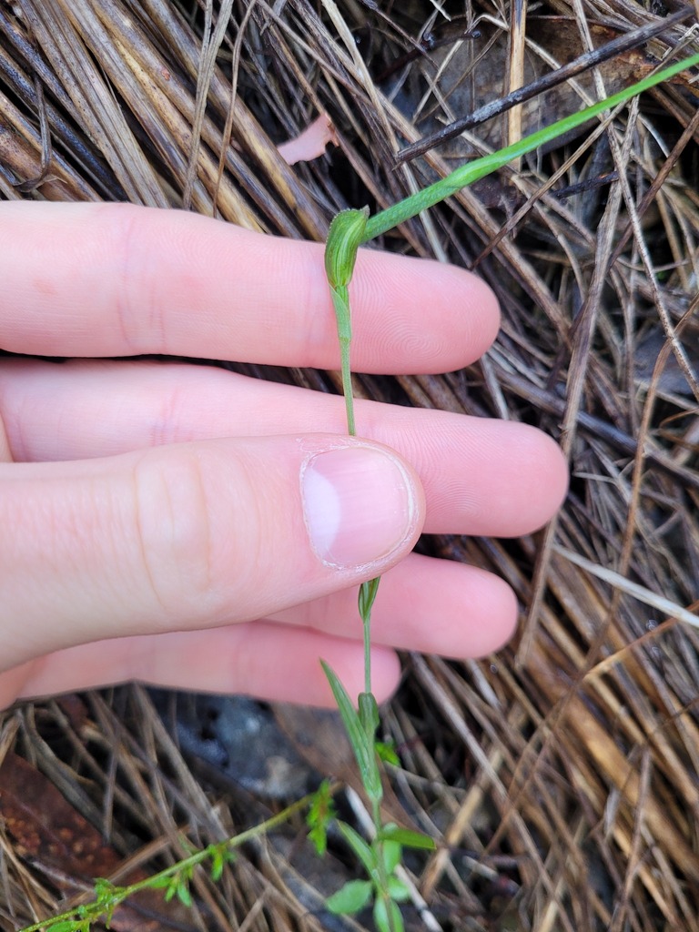 Pterostylis umbrina