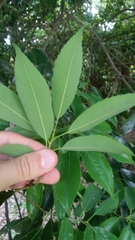 Castanopsis cuspidata