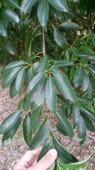 Castanopsis cuspidata