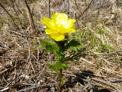 Adonis apennina