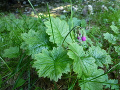 Primula matthioli
