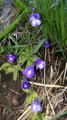 Pinguicula leptoceras